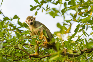 Squirrel monkey in a tree