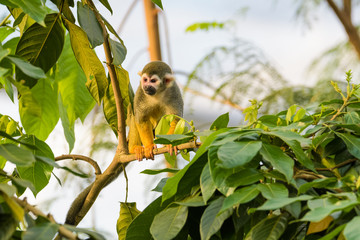 Obraz premium Squirrel monkey in a tree