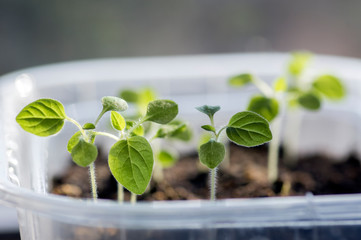 Group of small green seedlings in one pot, macro view, plants precultivation, early springtime in greenhouse