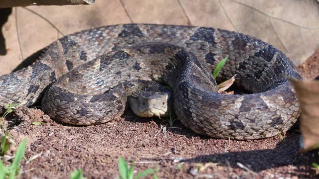 Video of a fer de lance in defensive pose with several insects on its body