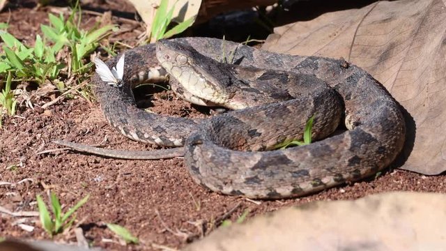 Video of a fer de lance in defensive pose with several insects on its body