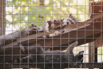 group of funny lazy relaxing racoons behind cage in outdoor zoo