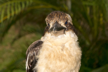  laughing kookaburra near Kuranda in Queensland, Australia