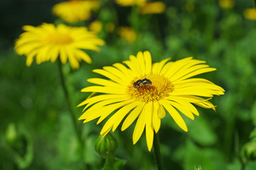 Flower fly sitting on a yellow flower