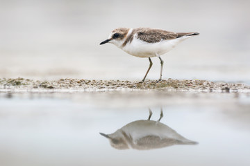 Juvenile kentish plover