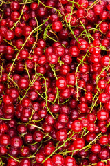 Red currant