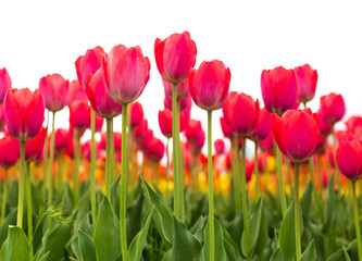 Pink tulips in the park as background