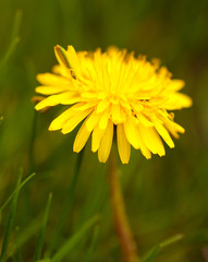 Yellow dandelion flowers in the park