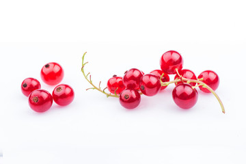 Red currant