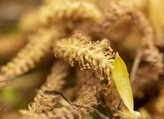 Flowers from a willow tree in nature