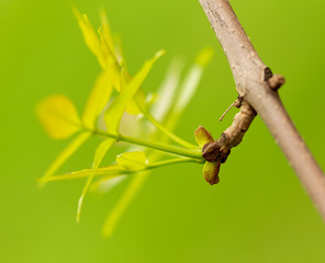 Young green leaves on a tree in spring