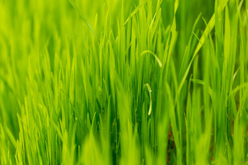 Green grass on nature as background