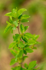 Young green leaves on a tree in spring