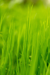 Fototapeta na wymiar Green grass on nature as background