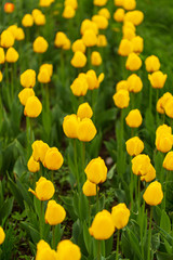 Obraz premium Yellow tulips in the park as background