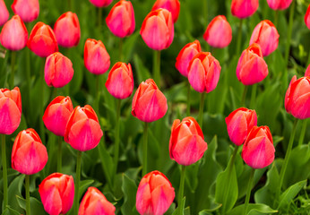 Fototapeta premium Pink tulips in the park as background