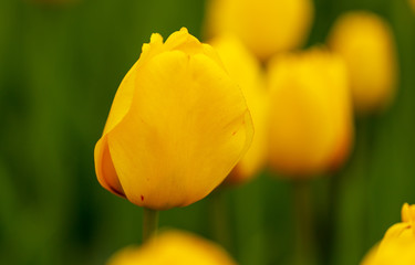 Fototapeta premium Yellow tulips in the park as background