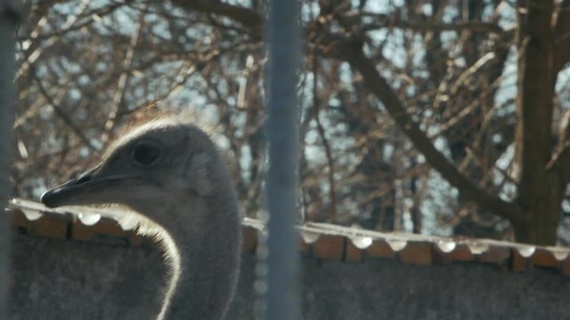 african ostrich looks at the background of leaves (struthio camelus)