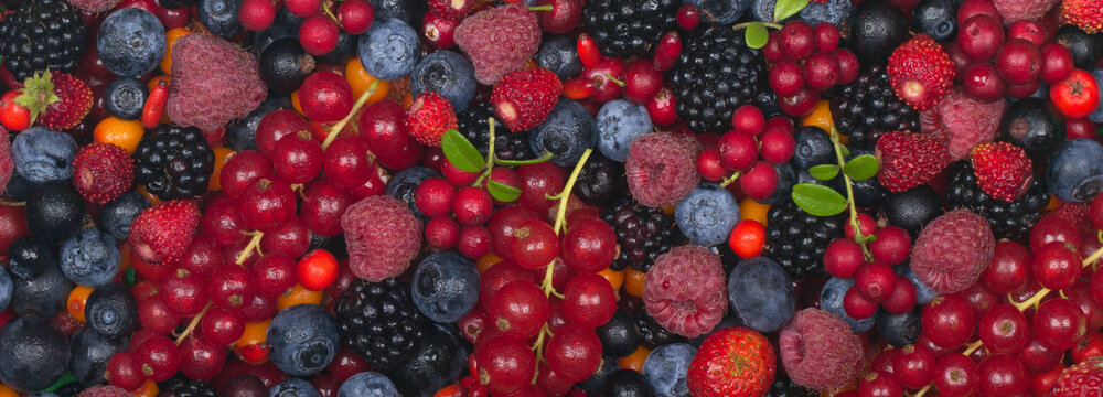 berries bannaer background
