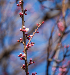 Red flowers on apricot branches in spring