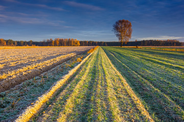 Beautiful sunrise over the field, countryside landscape