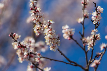 Red flowers on apricot branches in spring