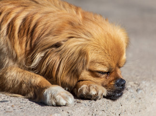 Portrait of a sleeping red dog