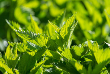 Green leaves on nettle in spring
