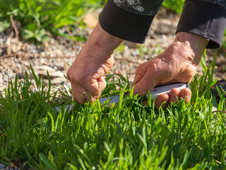 Grandmother cuts the grass in nature
