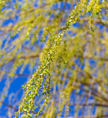 Blooming on willow branches in spring