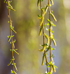Blooming on willow branches in spring