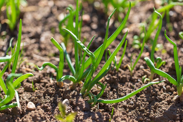 Green onions in the garden