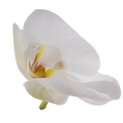 orchid flower isolated on white