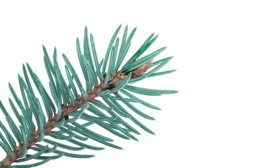 branch of blue fir isolated on white background