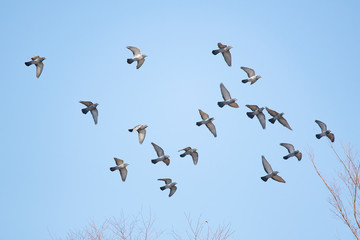 Flock of pigeons flies against the blue sky in winter.