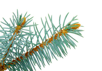 branch of blue fir isolated on white background