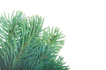 branch of blue fir isolated on white background
