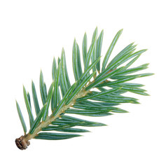 branch of blue fir isolated on white background