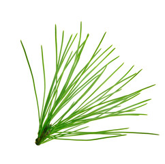 branch of cedar isolated on white background