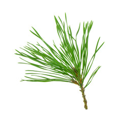 branch of cedar isolated on white background