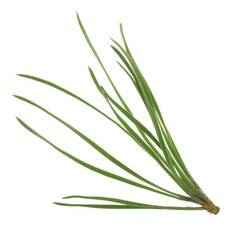 branch of cedar isolated on white background