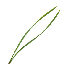 needles of cedar isolated on white background