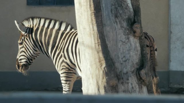 beautiful zebra goes to the zoo pen (hippotigris)