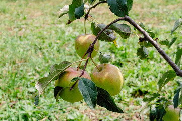 The apples ripen on the tree.