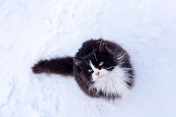 A cute, fluffy black and white cat sits on a snowy path, lifted her head and carefully looks at the person, with the hope that they will take their hands in the warmth, on a frosty winter day.