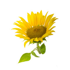 sunflower with green leaves isolated on white background