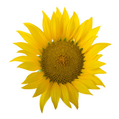 sunflower isolated on white background