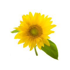 sunflower with green leaves isolated on white background