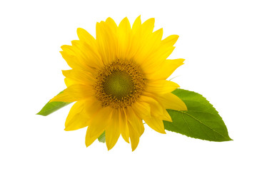 sunflower with green leaves isolated on white background
