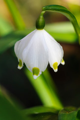 M&auml;rzenbecher Close up